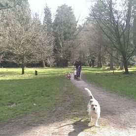 Chester leads the way in the Arboretum.